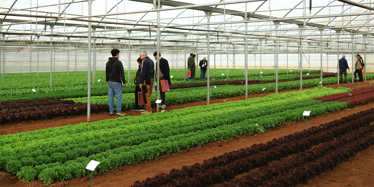 Rijk Zwaan: innovazione e resistenze genetiche al centro dei Demo Days Lattuga 